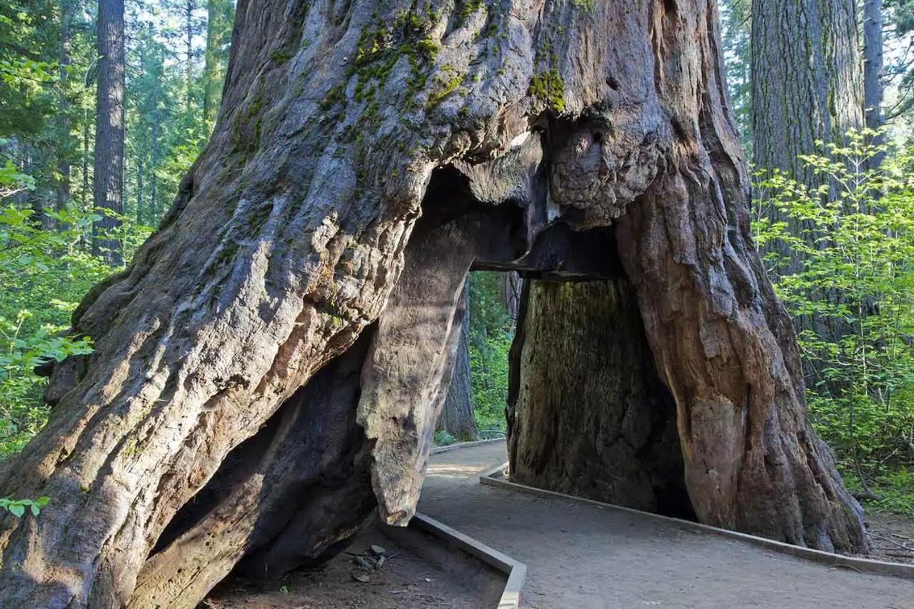 Lakeside Bls Retreat Near Big Trees & Bear Valley Villa Arnold Exterior foto